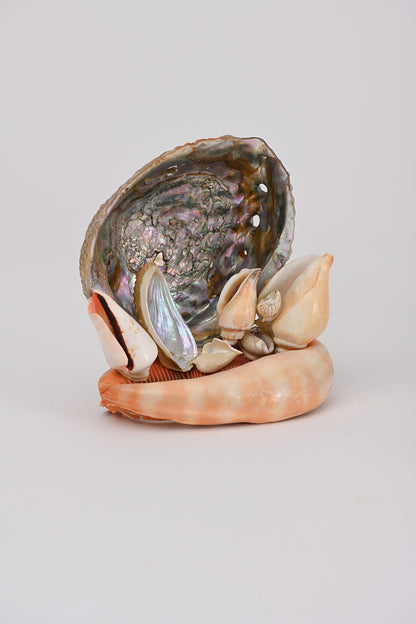 Soprammobile conchiglie Teresa Cercava