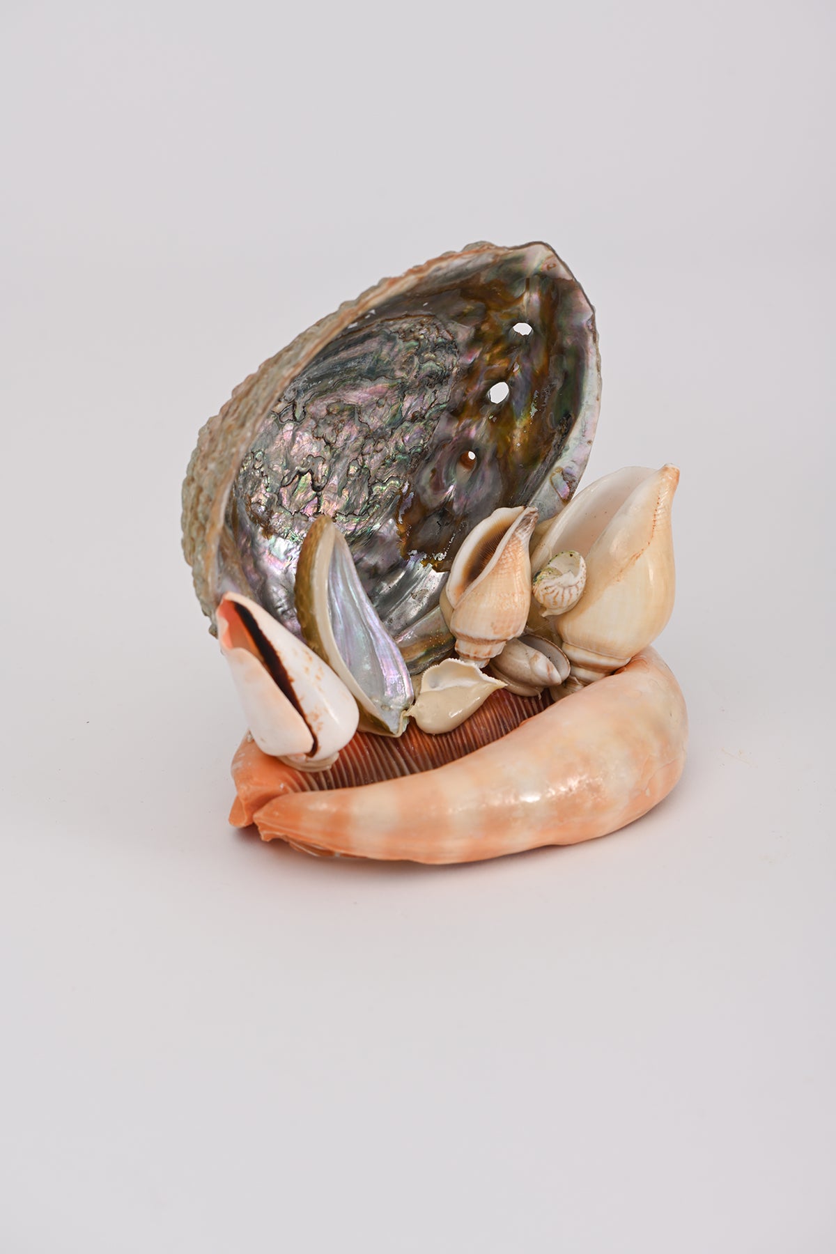 Soprammobile conchiglie Teresa Cercava