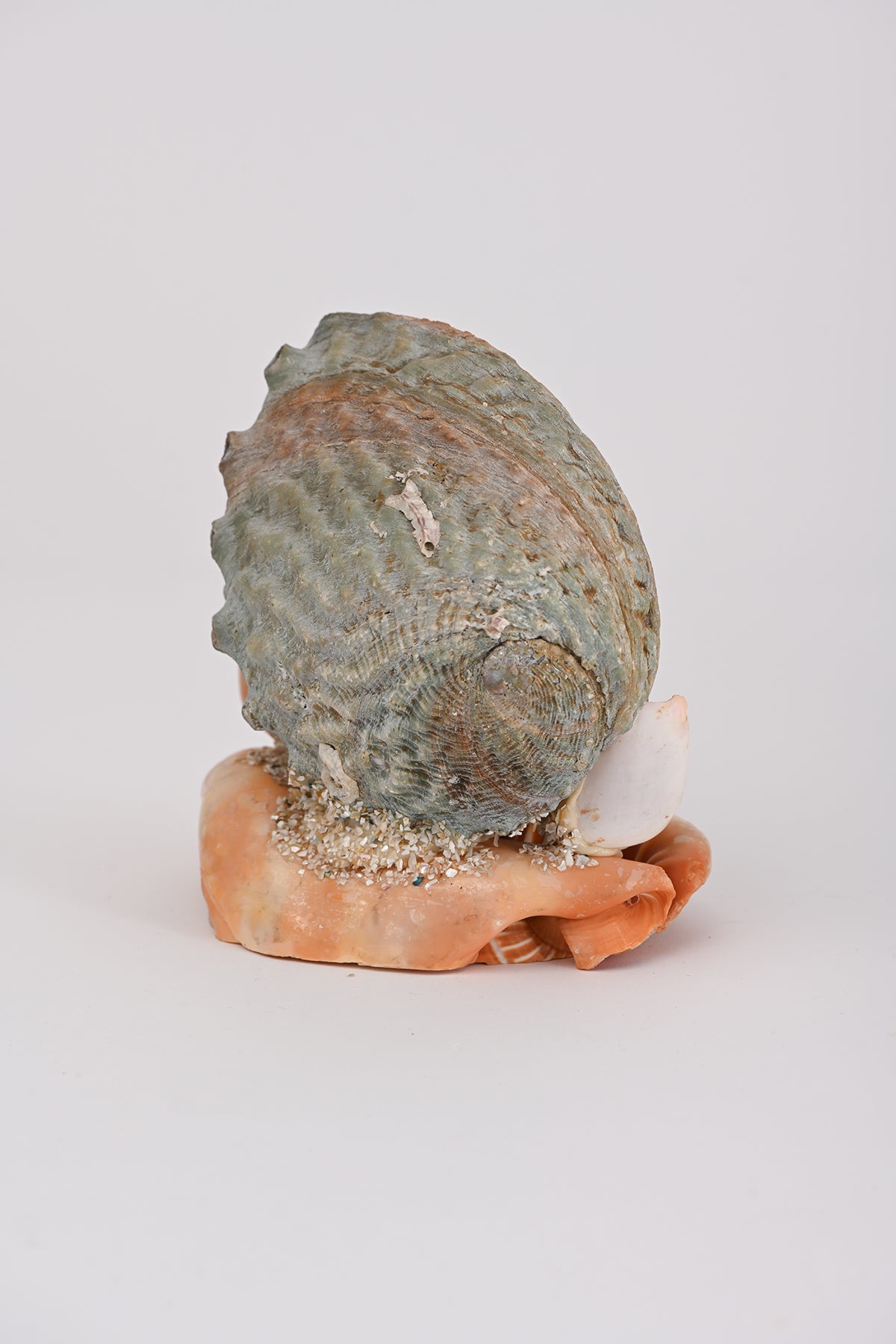 Soprammobile conchiglie Teresa Cercava