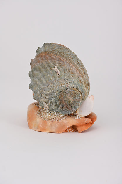 Soprammobile conchiglie Teresa Cercava