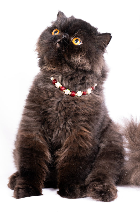 Collana Pets DANDY STREET